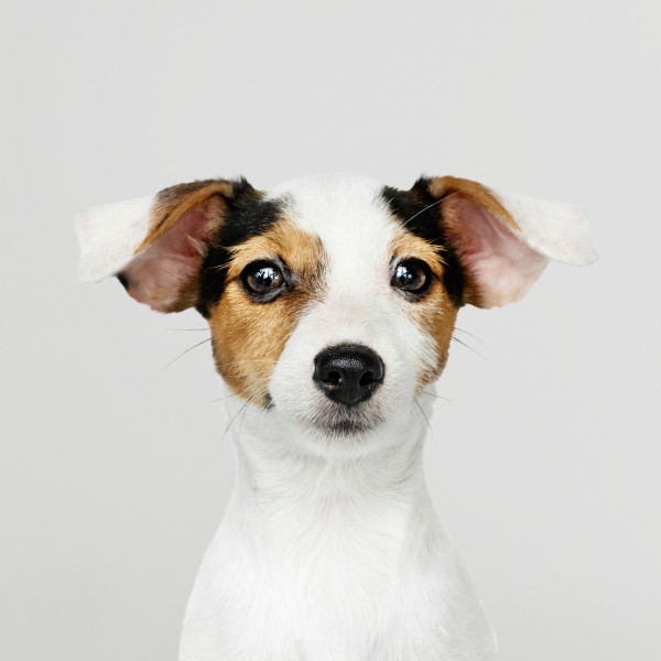 Linea Premium Cani